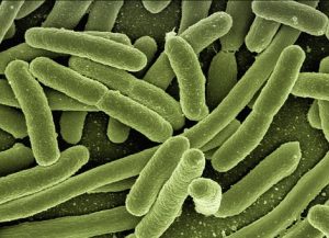 Probiotics & Microbiome Health