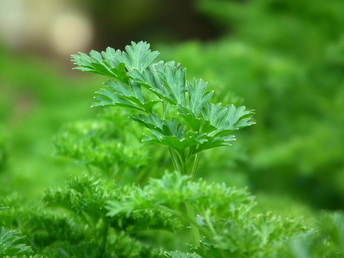 parsley 246557 1920