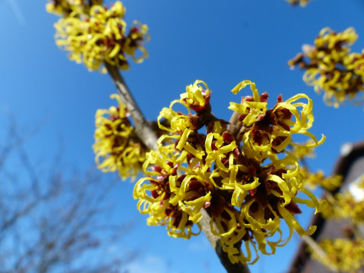 witch hazel 244996 1920