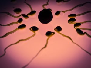 Sperm Count Dropped 50%