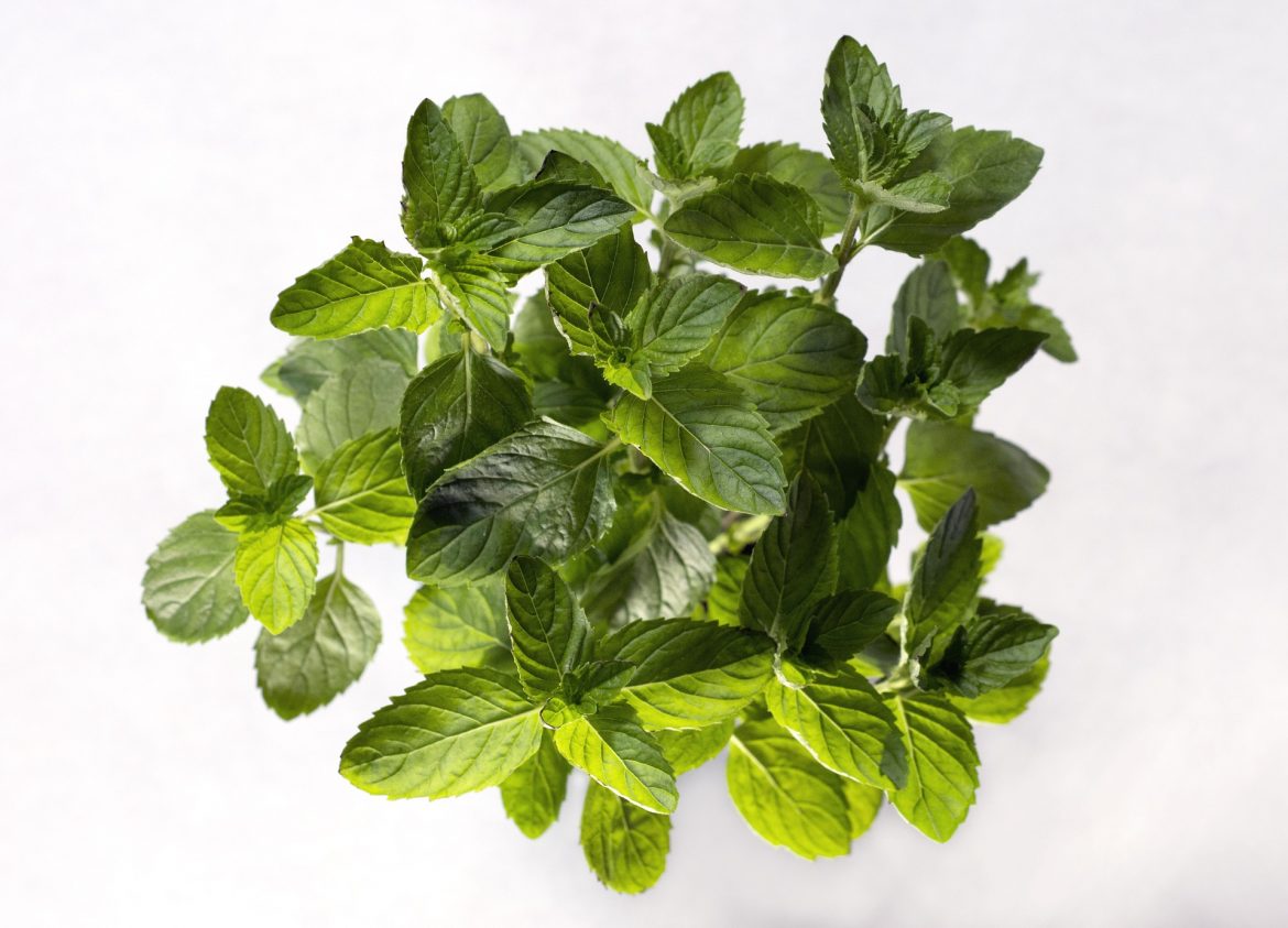 spearmint essential oil
