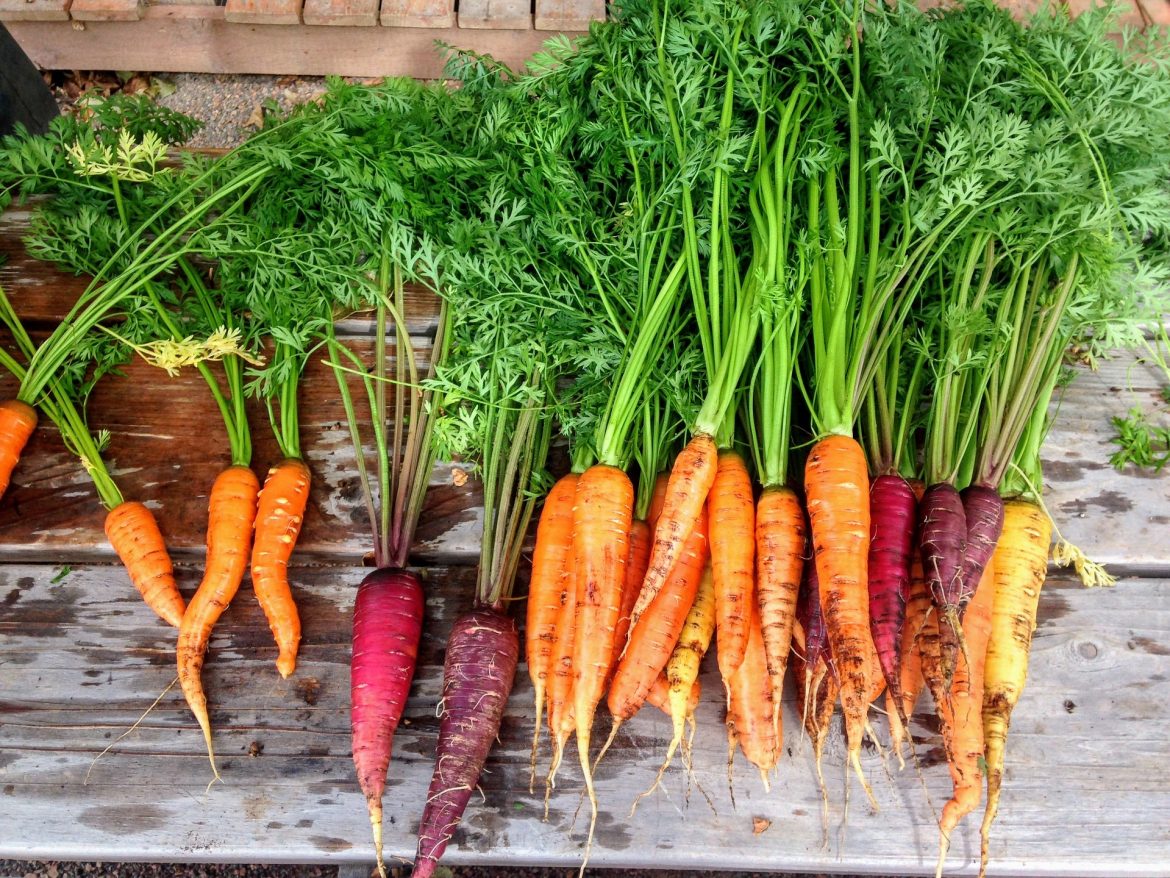 carrot seed essential oil
