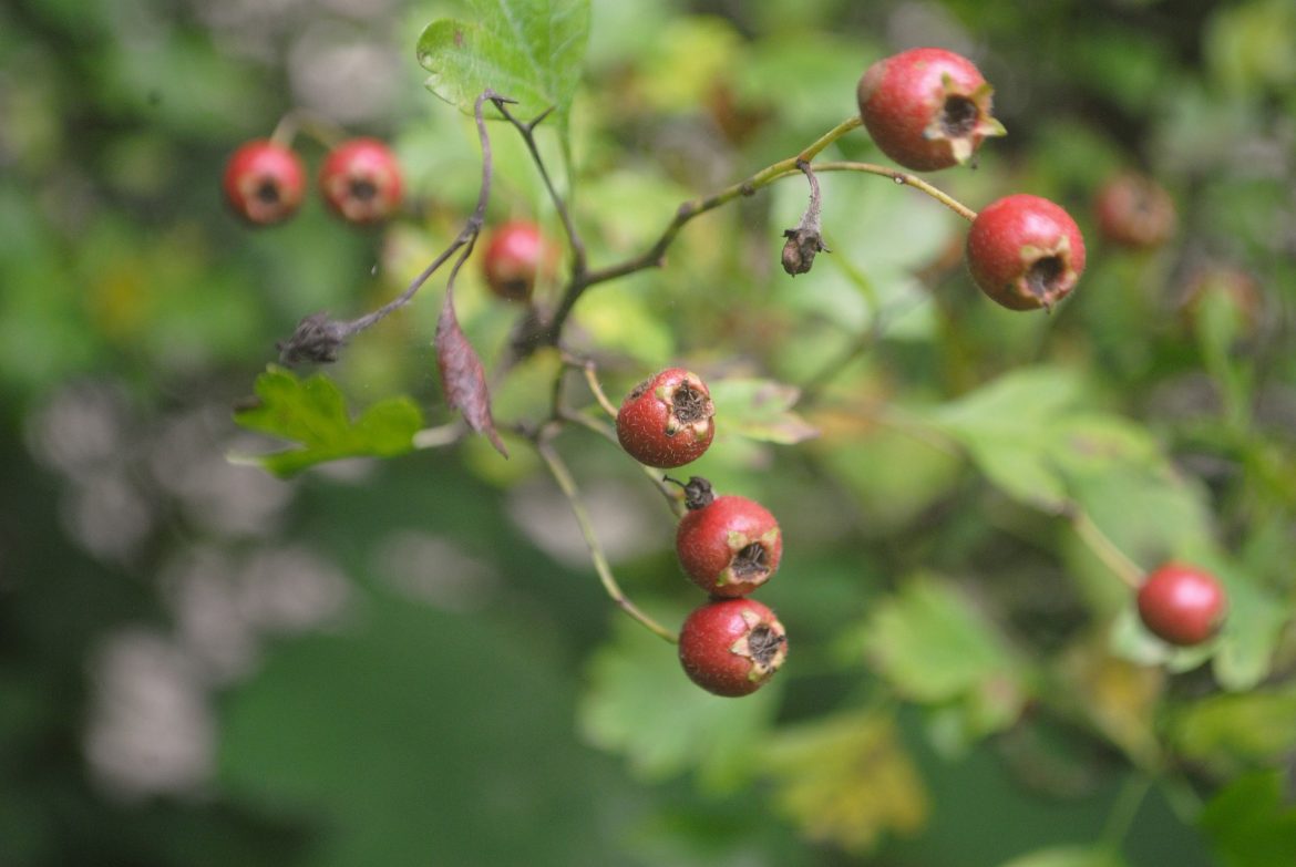 wintergreen essential oil